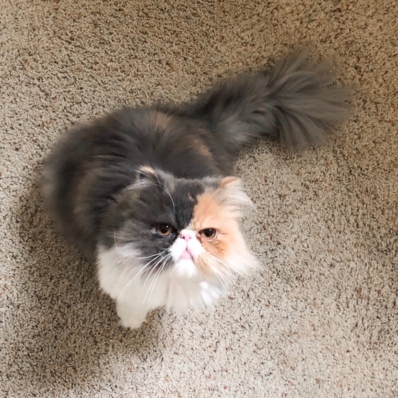 Meet your Posher, Cass - Picture 1 of 1